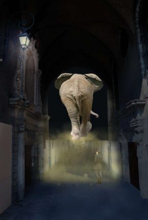 elephant de dos