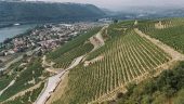 Vignes vallée du Rhône