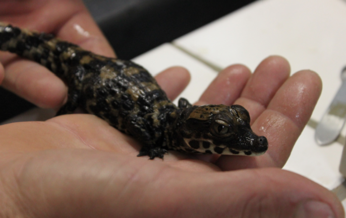 un jeune crocodile nain d'Afrique