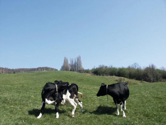 Vache campagne