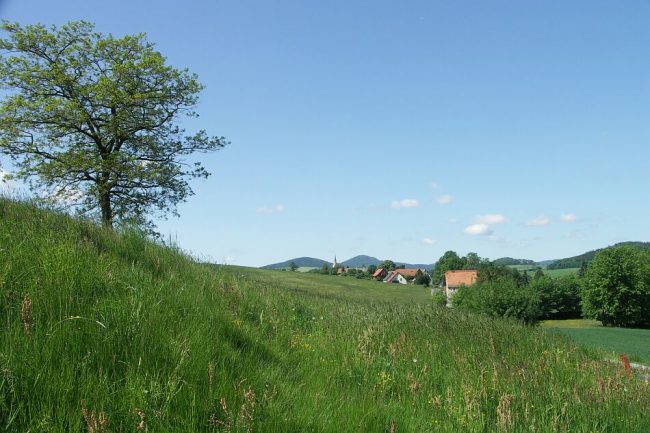 Allergie aux graminées