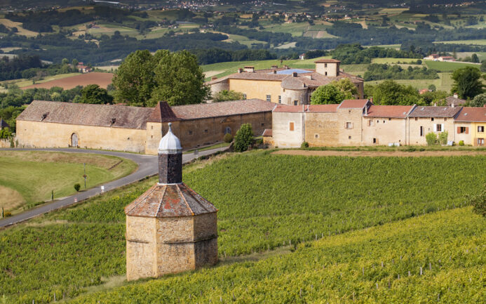 des vignes à Bagnols dans le beaujolais