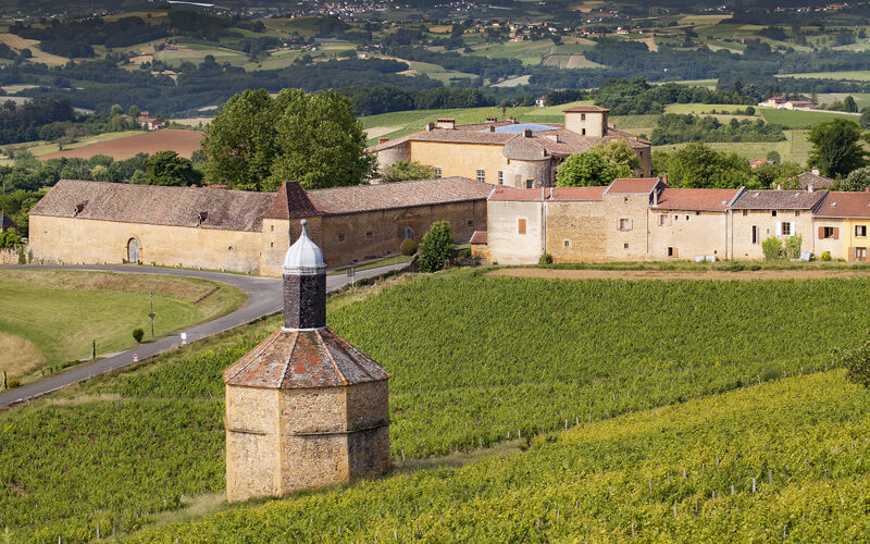 Les Beaujolais Nouveaux Sont Des Vins Qui Appellent Boire