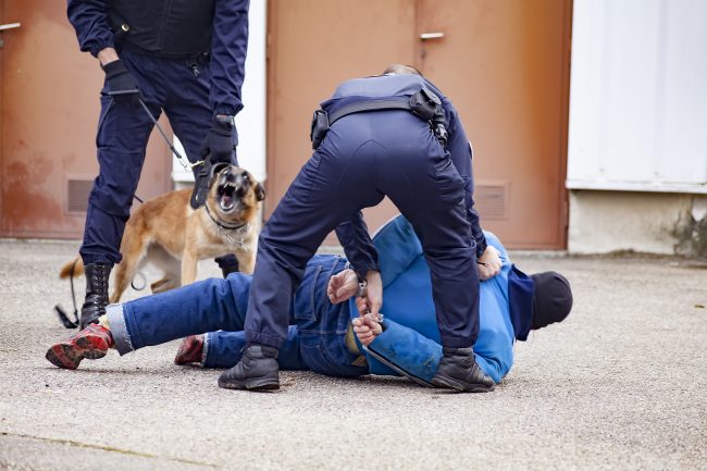 faits-divers arrestation chien