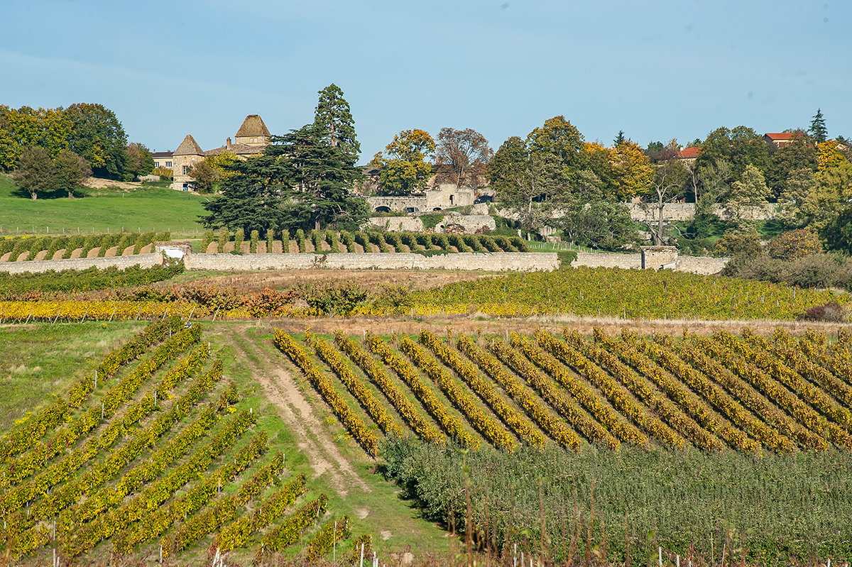 Rhône : ivre, elle se promène nue dans les vignes