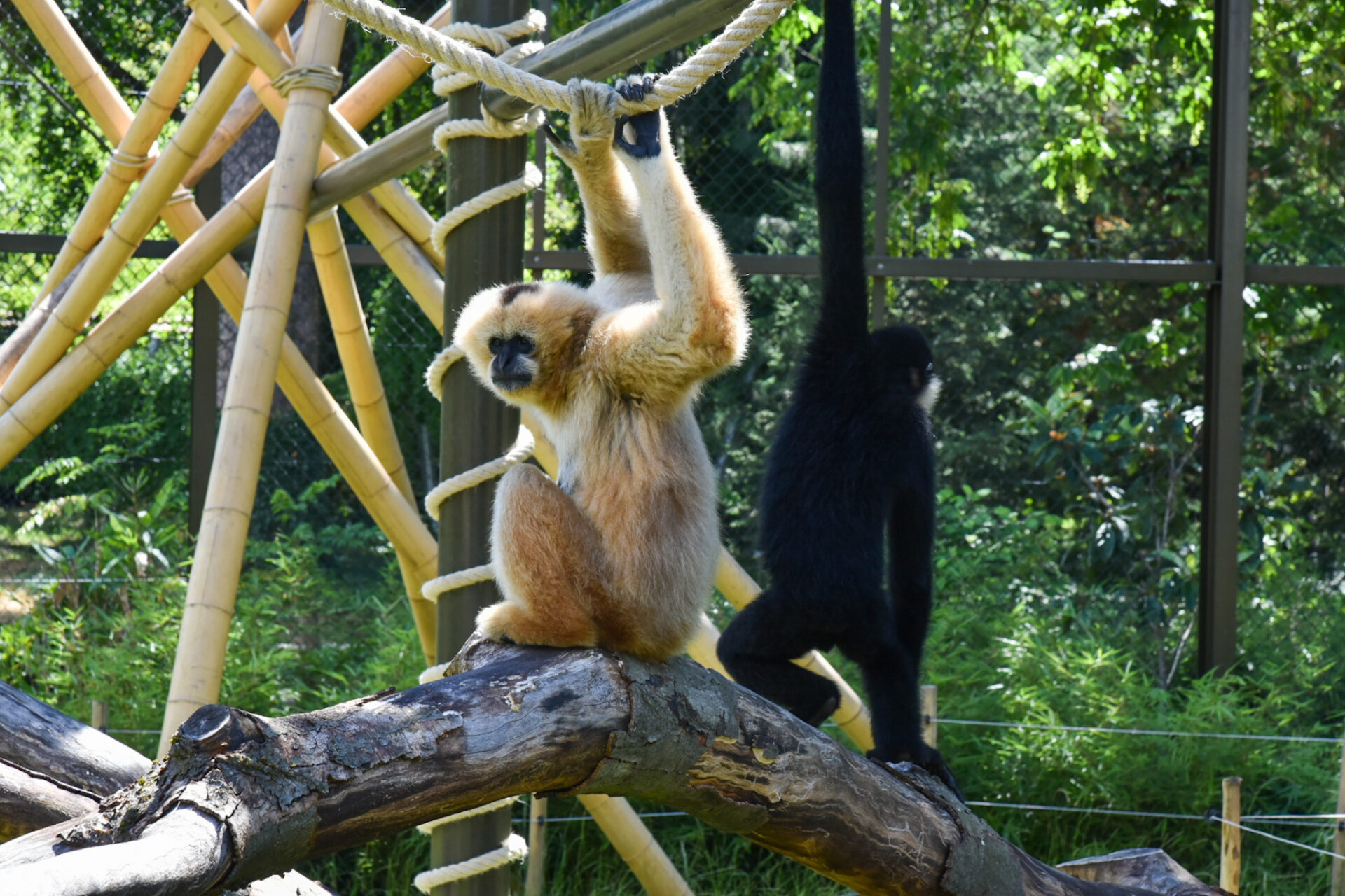 parc safari lyon