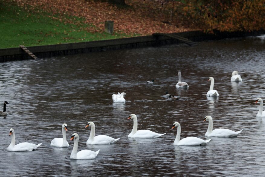 around thirty wild birds discovered dead in the Dombes |