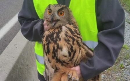 Le hibou Grand-duc sauvé sur l'A89