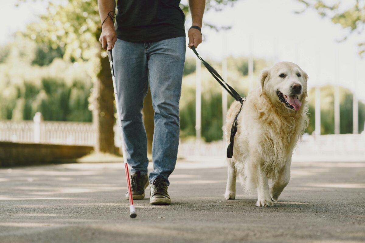 chien guide d'aveugle. Crédit : Pexels