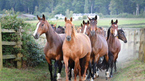 troupeau de chevaux