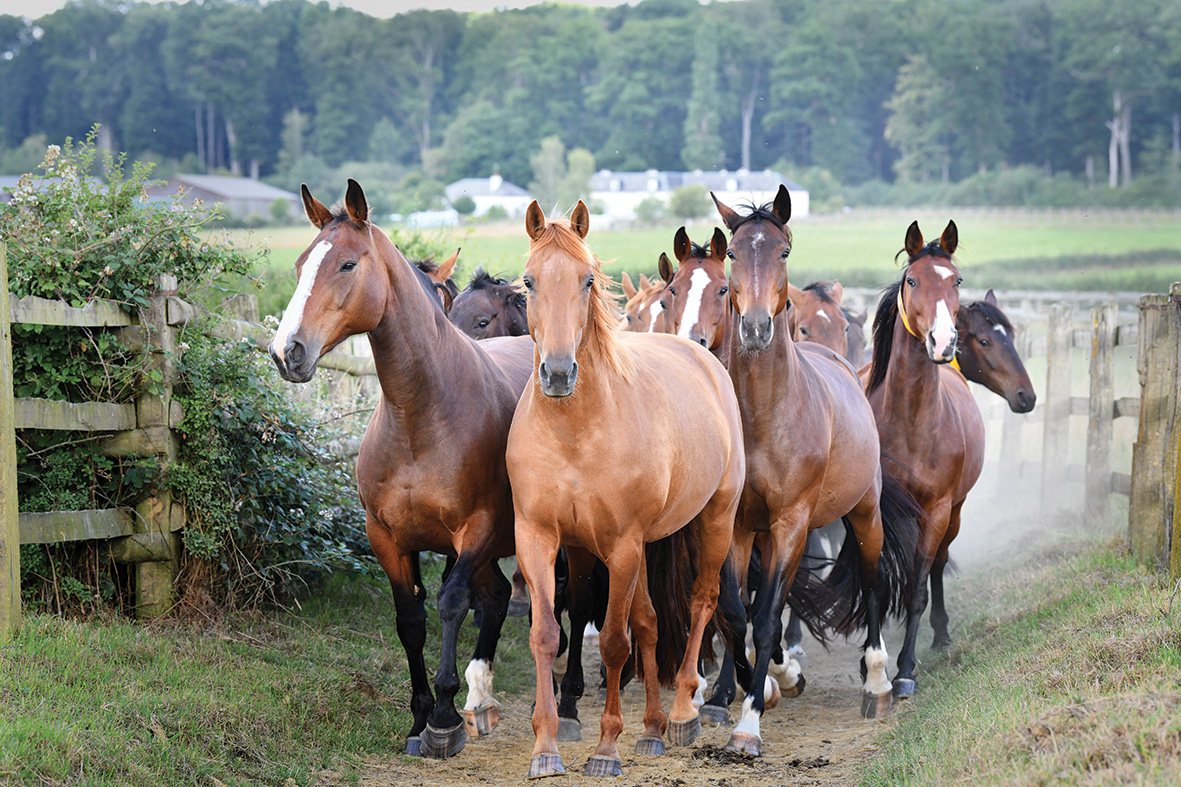 troupeau de chevaux