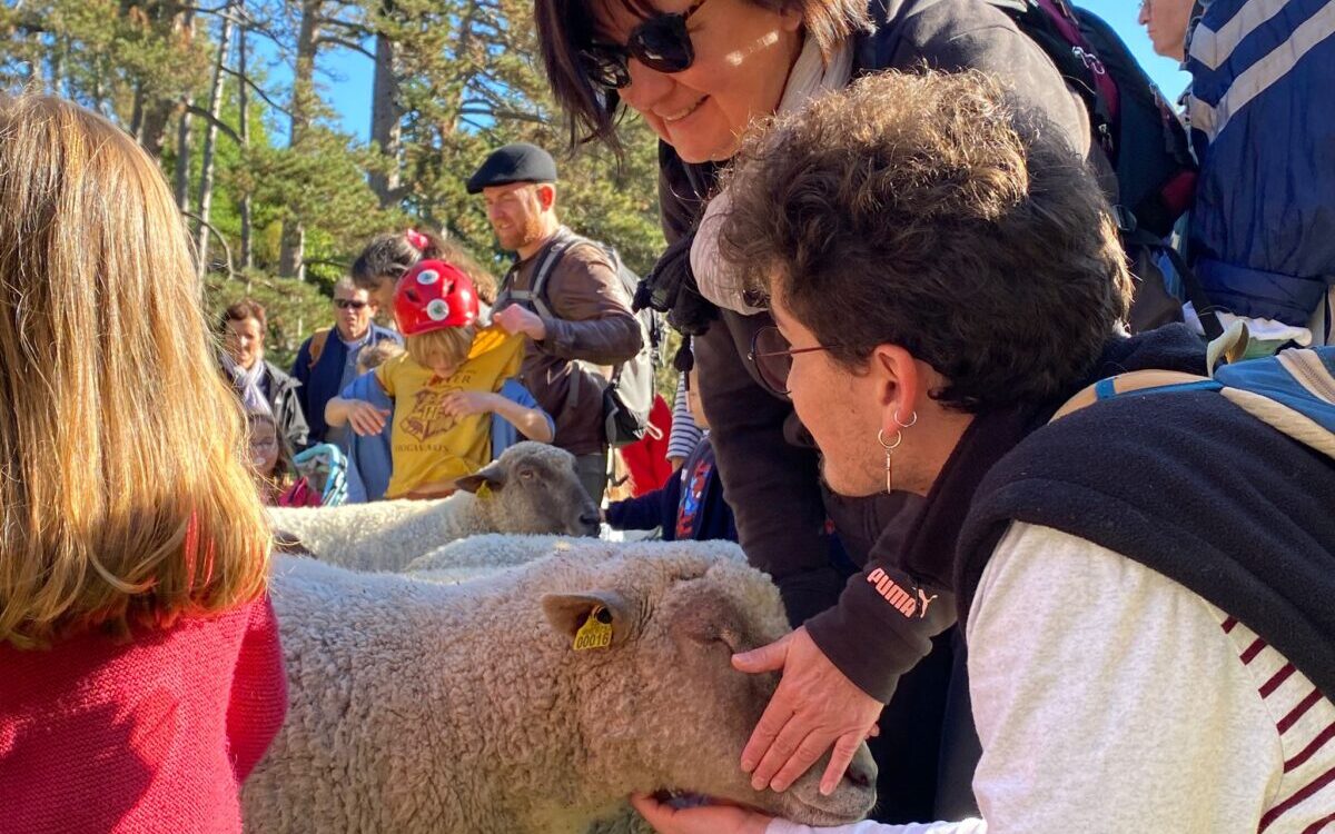 parc de la Tête d'Or, moutons, petite transhumance