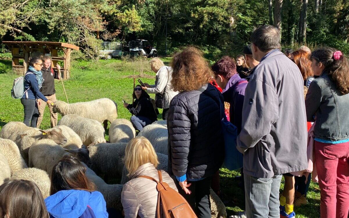 parc de la Tête d'Or, moutons, petite transhumance