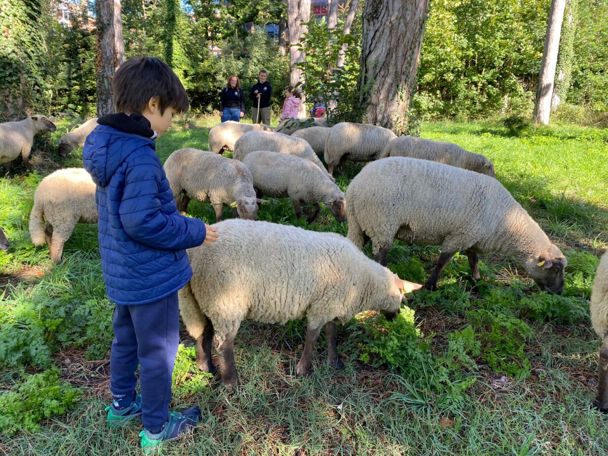 parc de la Tête d'Or, moutons, petite transhumance