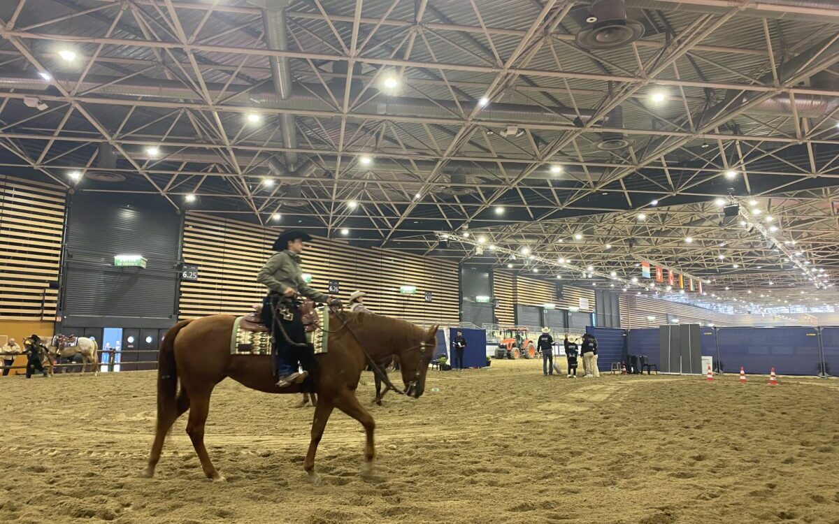 chevaux western équitation