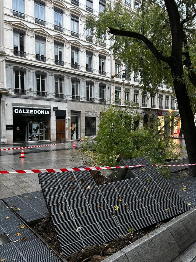 arbre tombé rue de la république Lyon