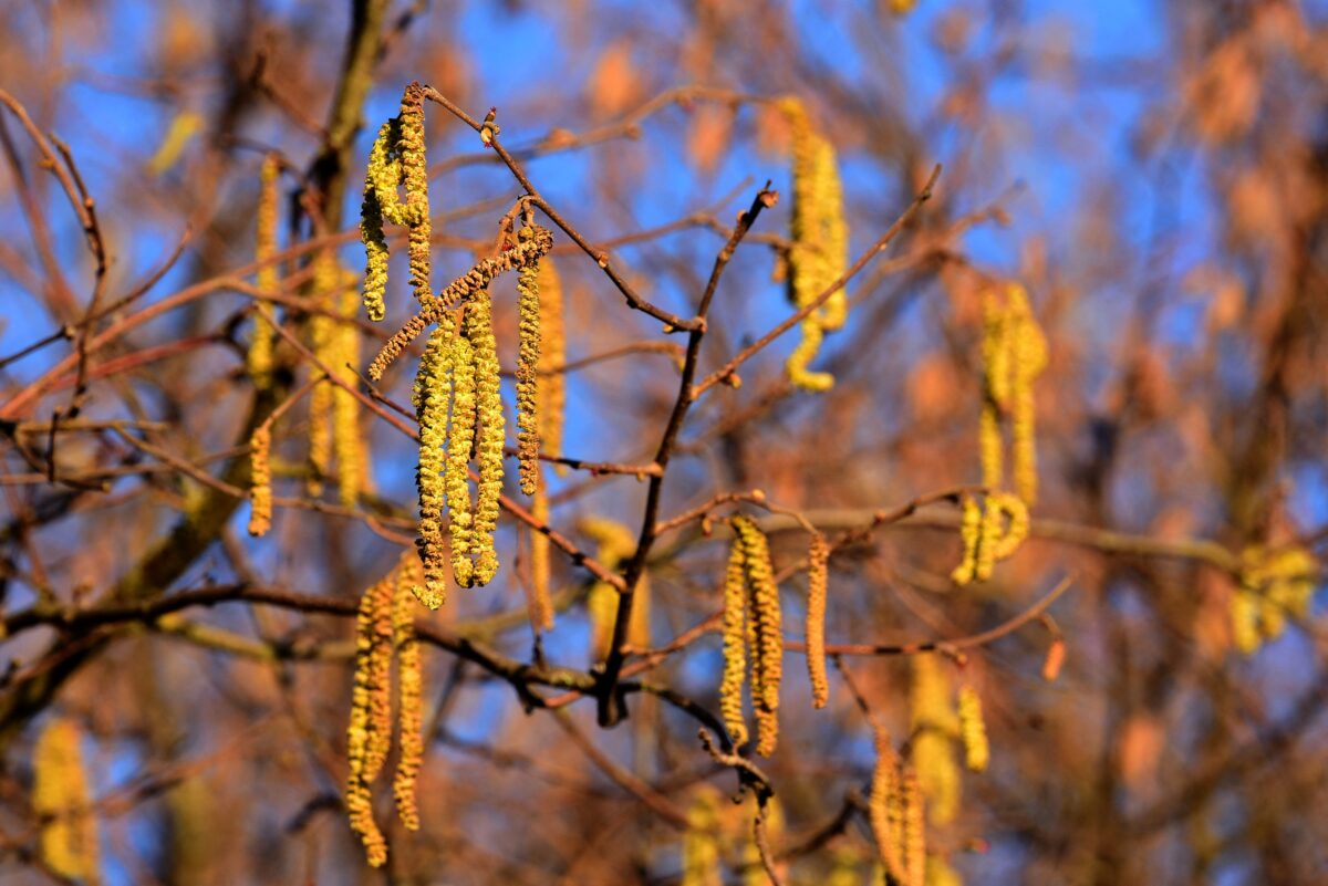 image du pollen de noisetier qui provoque des allergies