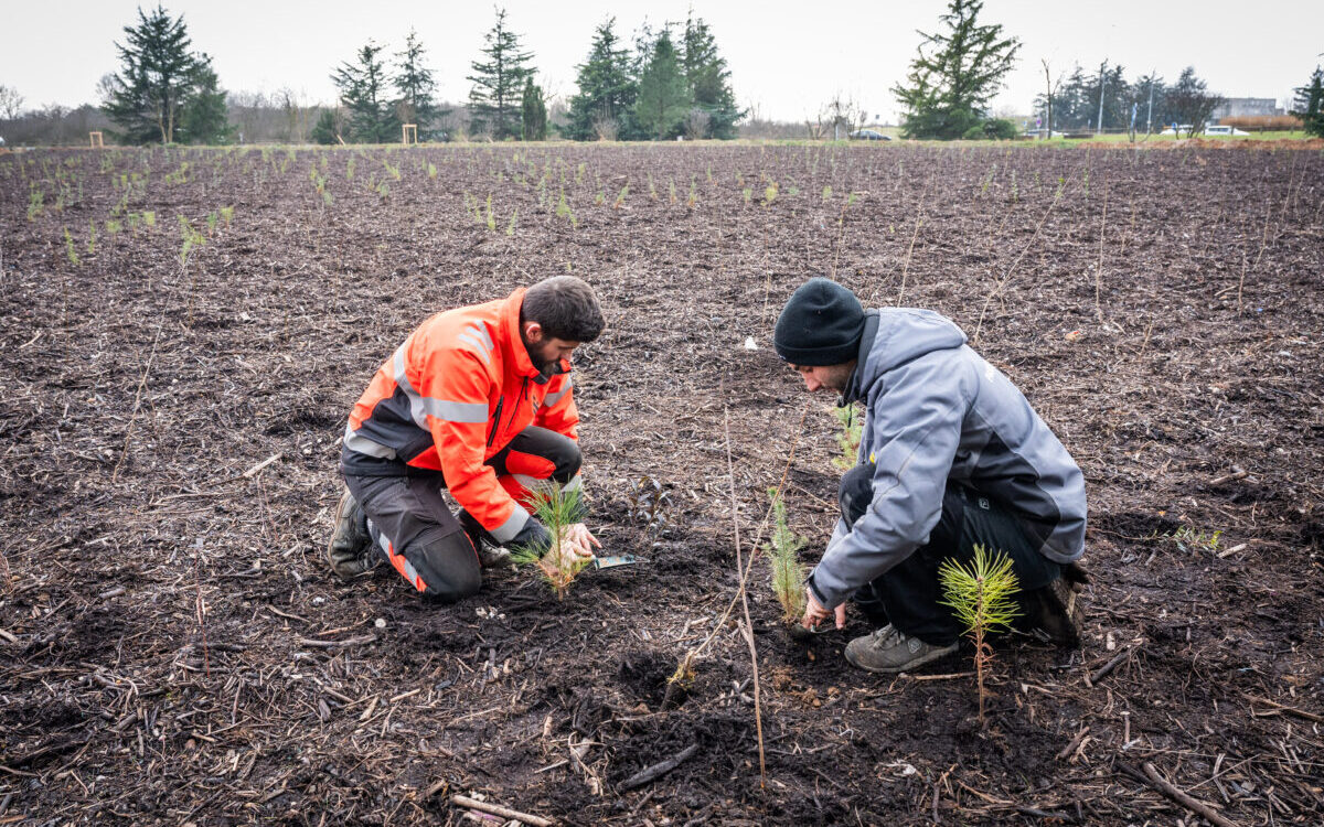 Plantations d'arbres